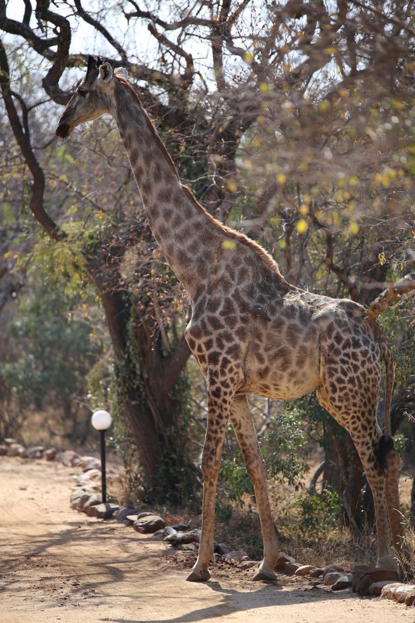 הודספרויט Bona Intaba Game Lodge מראה חיצוני תמונה