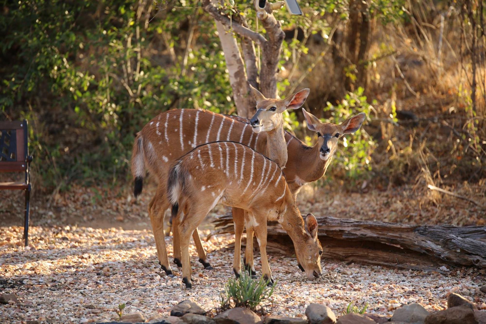 הודספרויט Bona Intaba Game Lodge מראה חיצוני תמונה