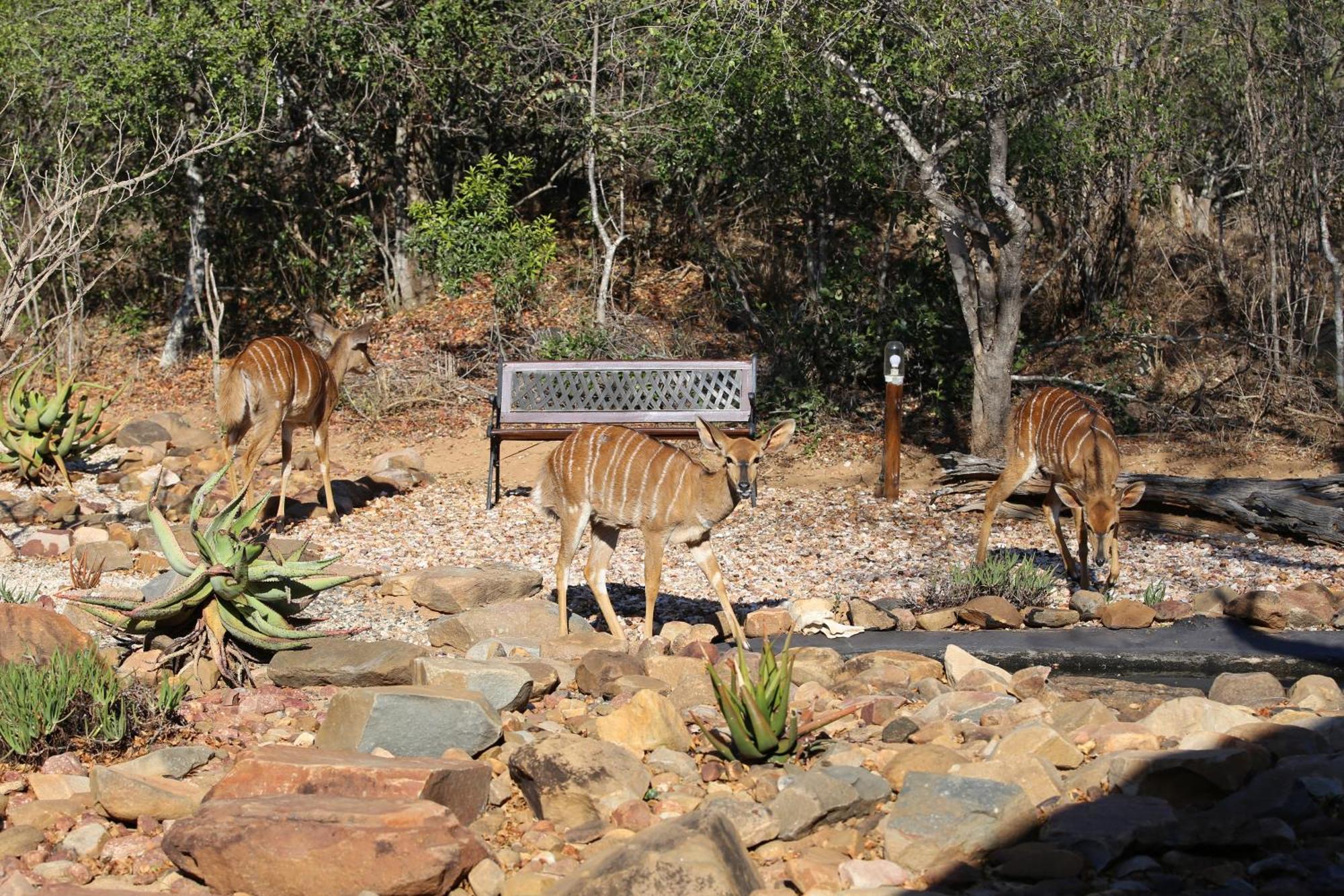 הודספרויט Bona Intaba Game Lodge מראה חיצוני תמונה